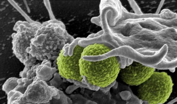 Миру угрожают бактерии, которых не убивают антибиотики