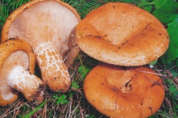 Суцільна користь: чому цей продукт просто повинен бути у вашому меню