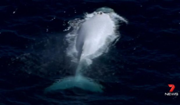Біля берегів Австралії помітили рідкісного білого кита (відео)