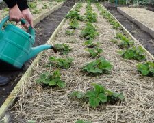 Полуниця на городі, фото: скріншот з відео