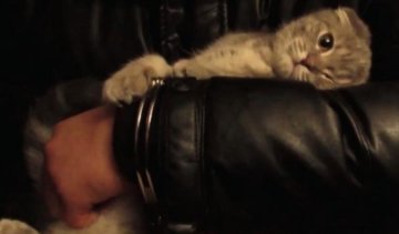 Зворушливе прощання наркоторговця з котом (відео)