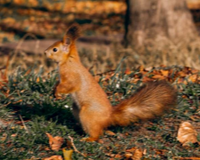 Білка, осінь, фото із соцмереж