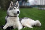 Капризная собака покорила сеть