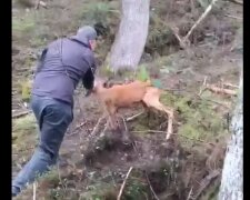 В Карпатах резвый олененок напал на грибника - защищал дом, как бойцовский пес