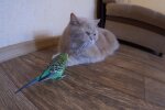 Кот и попугай, кадр из видео