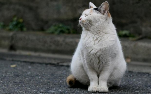Всемирный день котиков: зачем и как нужно гладить своего пушистика 
