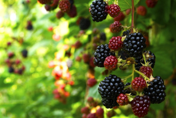 Ежевика, изображение из свободных источников