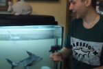 Прикарпатець завів 80 вихованців, кадр з репортажу ТРК РАІ: YouTube