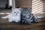 Штучний інтелект навчили малювати котів: виглядає так собі