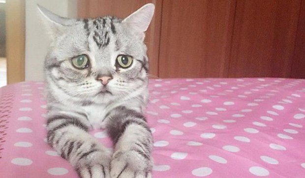 Самая грустная кошка стала звездой Instagram (фото, видео)