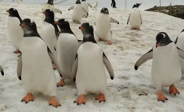 Пингвины. Фото: Facebook