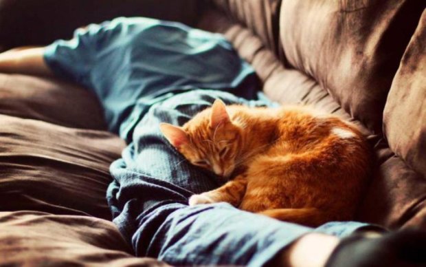 Кошки признались, зачем спят с хозяевами