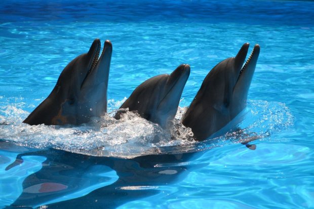 Зоозахисники благають закрити відомий український дельфінарій: вони там гинуть