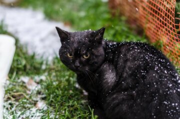 Котик замерз, Народна правда