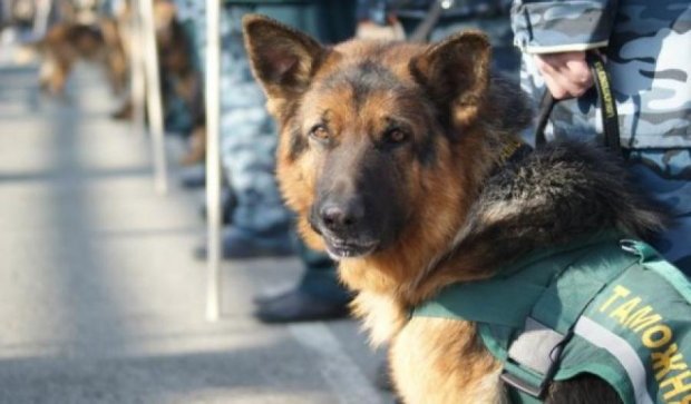 На Харьковщине служебный пес вычислил наркомана
