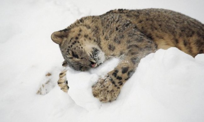 Синоптики розповіли, як зима попрощається з українцями