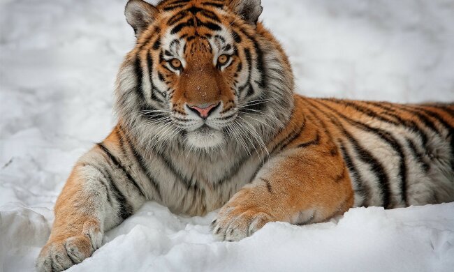 Амурський тигр, wallpic.net