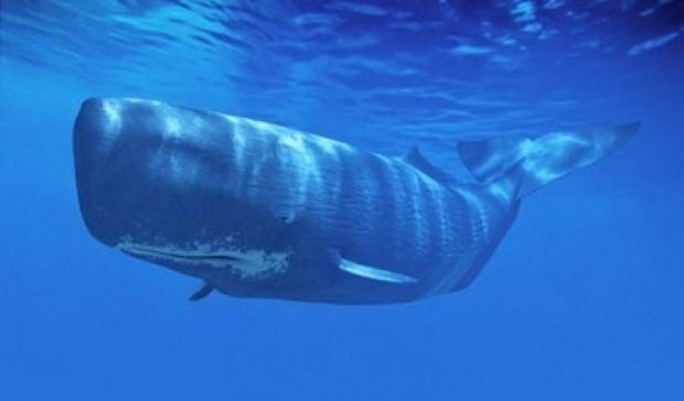 Вчені дізналися про що говорять кити