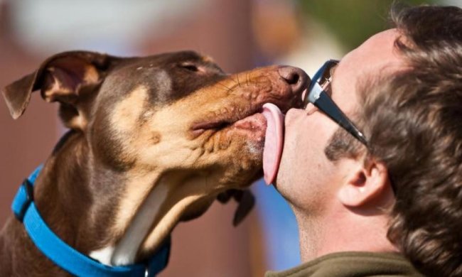Собачий язик виявився багатофункціональним інструментом