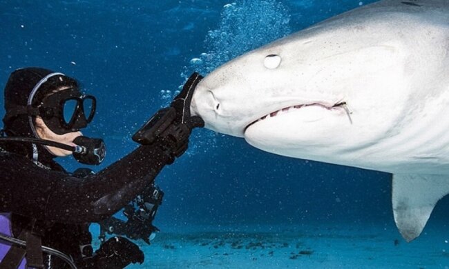 Водолаз заглянул в пасть акулы
