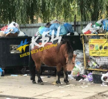 Пони возле мусорки в Броварах, фото Kyiv News: Telegram