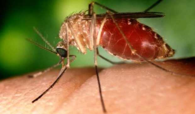 Комаров привлекает запах больных людей