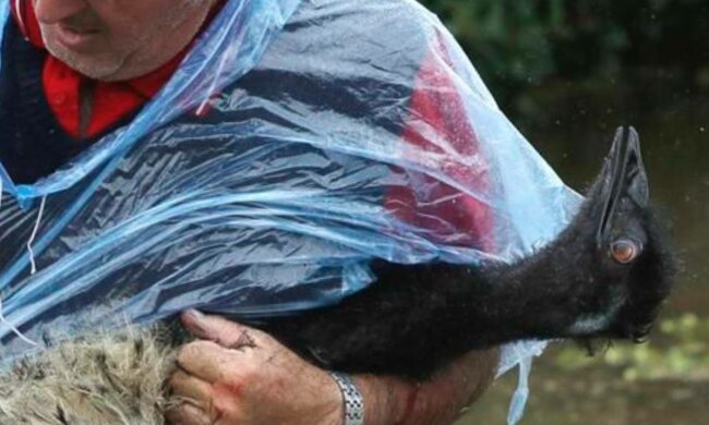 Чоловік несе свого ему після порятунку, фото: ААР