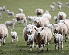 Это официально: овцы начали разбираться в политике