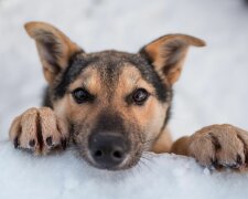 У Росії відчайдушного собакаря замурували сусіди, фінал історії вражає: "Та нах*р вони потрібні"