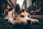собака, фото Pxhere