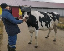 Корови, фото: скріншот з відео