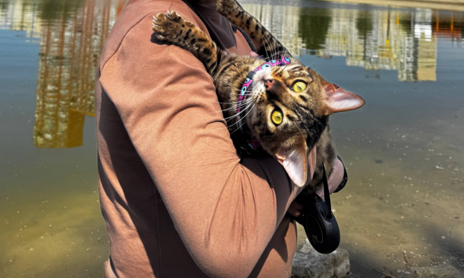 Котик, зображення: Знай.ua
