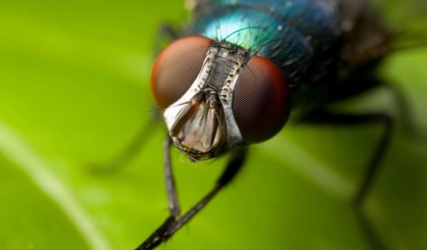 Китайские мухи переносят уникальный ген
