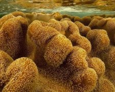 Ученые обнаружили самое большое животное в мире