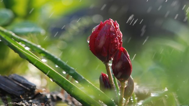Погода на 9 апреля: возвращается похолодание и дожди