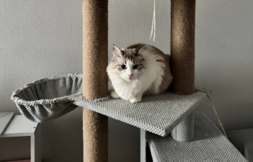 Котик, фото: Знай.ua