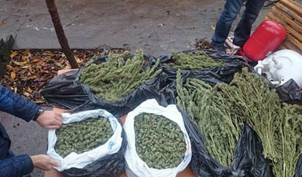 Чоловік на Запоріжжі зберігав вдома марихуану на мільйон гривень (фото)