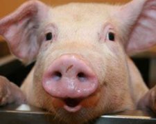 Свинина на українських ринках подешевшає
