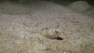 Морський дракончик: фото скрін Ютуб