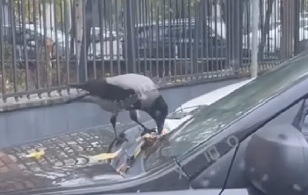 Ворона спасла от штрафа, скриншот: YouTube