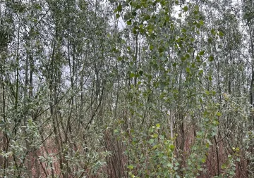 Івовий ліс на місці Каховського водосховища