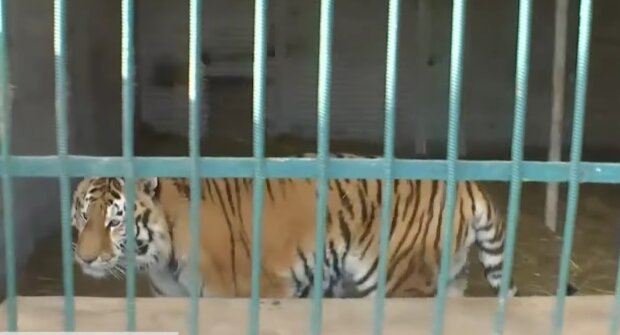 Тигр, скриншот из видео