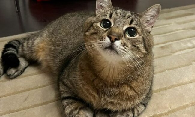 Кіт Степан. Фото Instagram