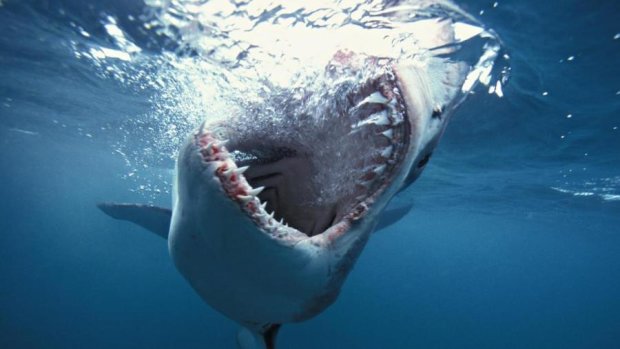 Старик и море: рыбаку в лодку запрыгнула гигантская акула