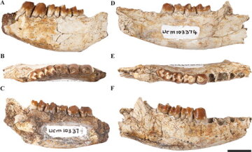 Останки Conacodon hettingeri, фото: tandfonline