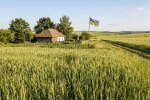 Федот Урожайник поле пшениця червень