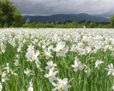 На Закарпатті згоріла Долина нарцисів