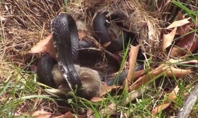 Кролик переміг у двобої зі змією (відео)