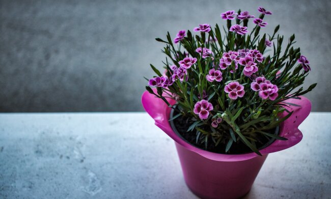 Свята 14 березня, фото: pixabay