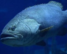 Огромный монстр из глубин проглотил акулу прямо перед камерой